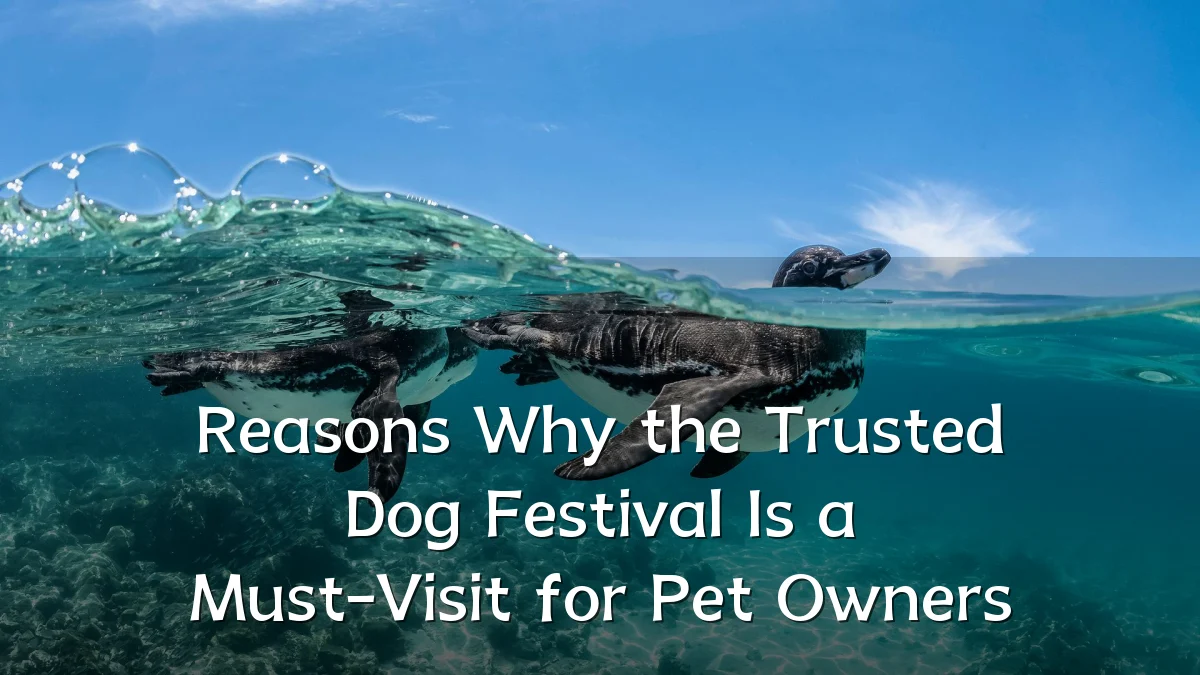 Reasons Why the Trusted Dog Festival Is a Must-Visit for Pet Owners
