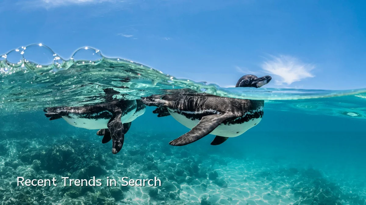 Recent Trends in Search